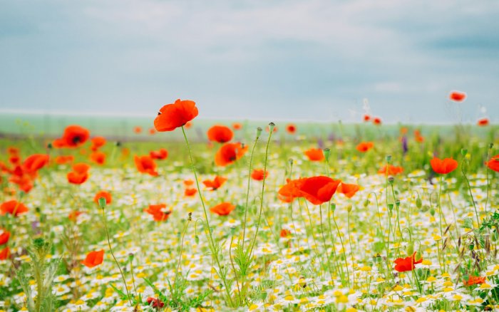 Red Poppies and Daisies in a Field