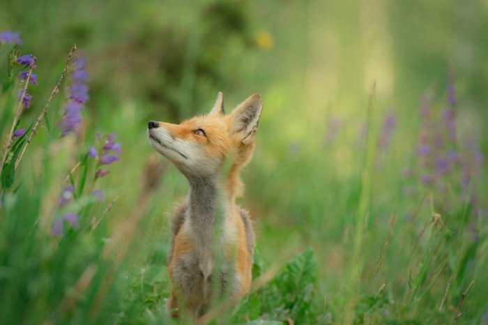Young Red Fox Looking Up in a Grassy Field