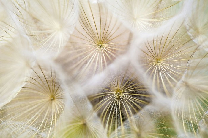 Close-up of dandelion seed umbrellas