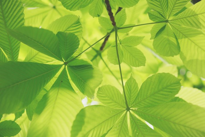 Sunlight filtering through green horse chestnut leaves