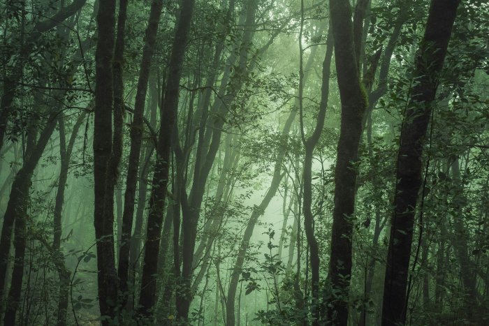 Misty Green Rainforest in Los Silos Tenerife