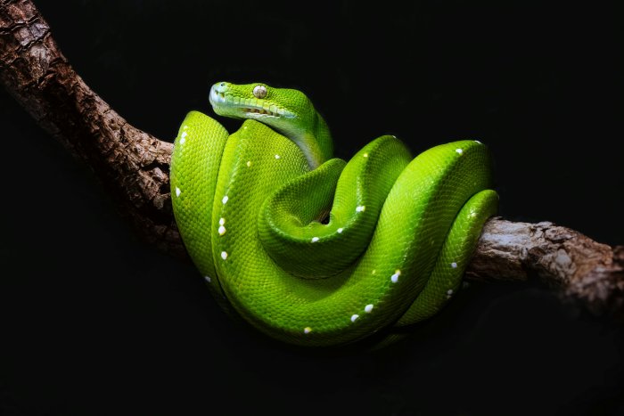 Green Tree Python Coiled on a Branch