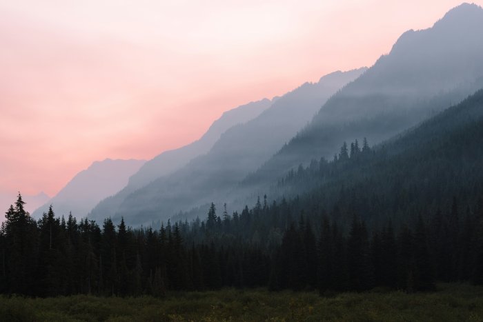 Misty Mountain Slopes and Pine Forest at Dawn