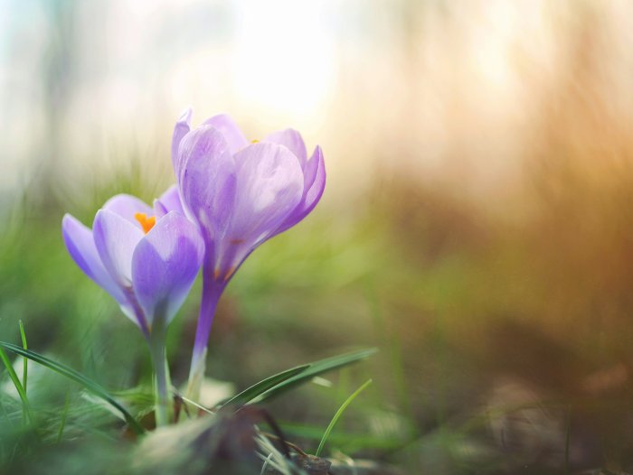 Two purple crocus flowers blooming in spring grass