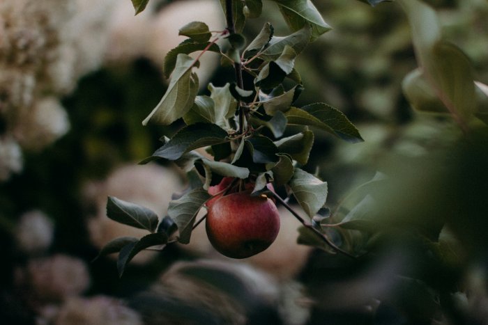 Red apple hanging on a leafy tree branch
