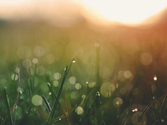 Dewdrops on Green Grass Blades at Sunrise