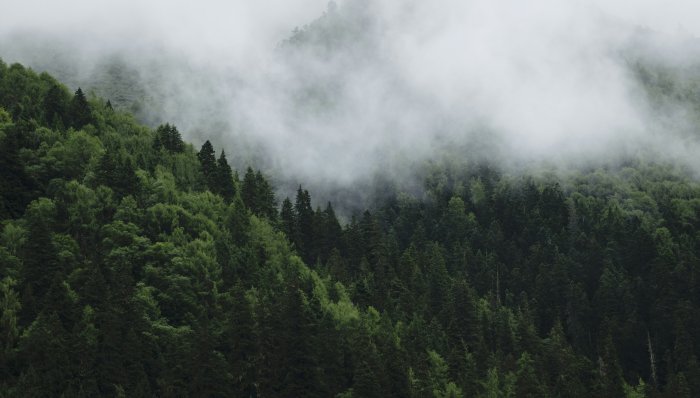 Dense green forest covered in thick fog and clouds