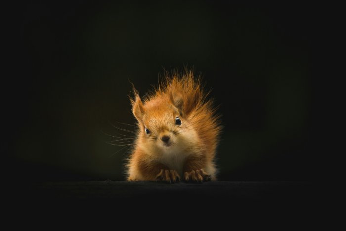 Fluffy Red Squirrel Peeking Over a Dark Ledge