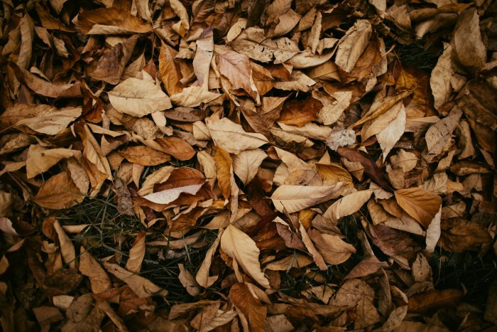 Pile of dry brown autumn leaves on the ground