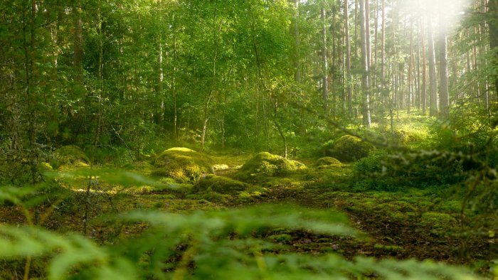 Sunlight filtering through a lush green mossy forest
