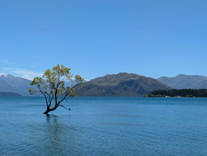 Lone Willow Tree in Lake Wanaka New Zealand