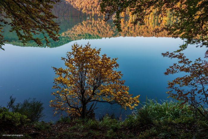 Autumn Tree by a Calm Blue Lake