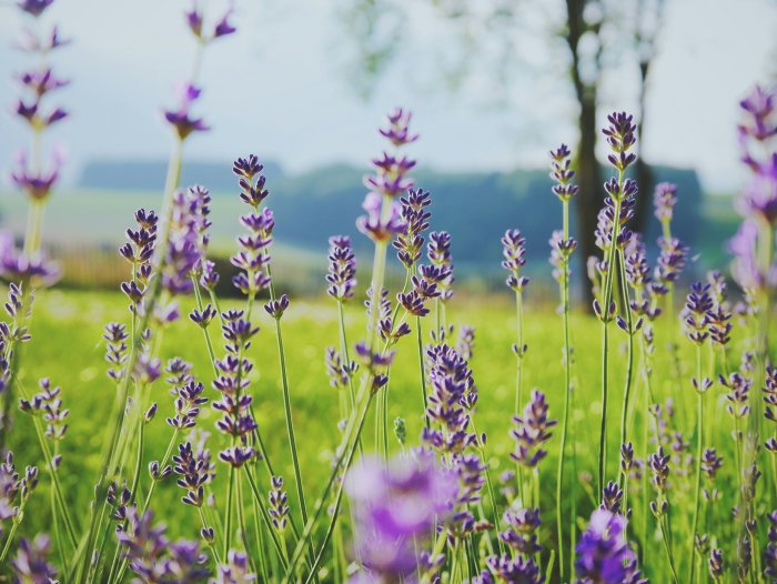 Purple lavender flowers in a green field