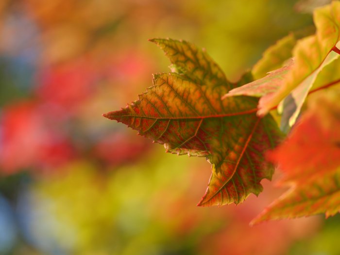 Close-up of autumn maple leaf changing colors