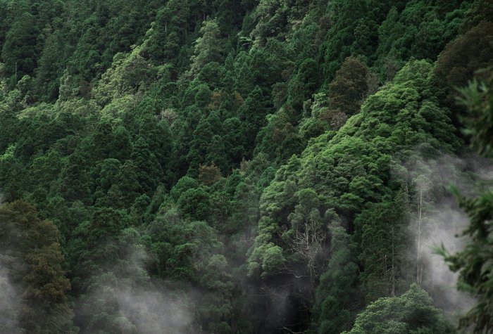 Dense Green Forest with Rising Mist