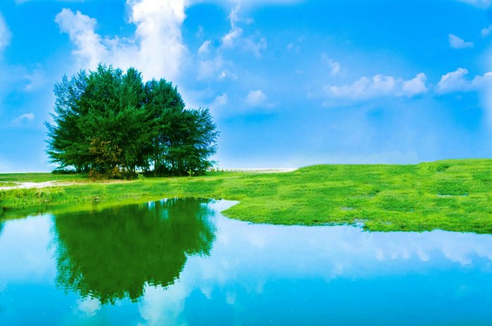 Green trees and grassy field reflected in calm water