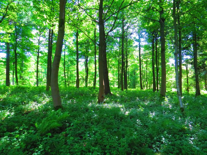 Lush green forest with tall trees and wildflowers