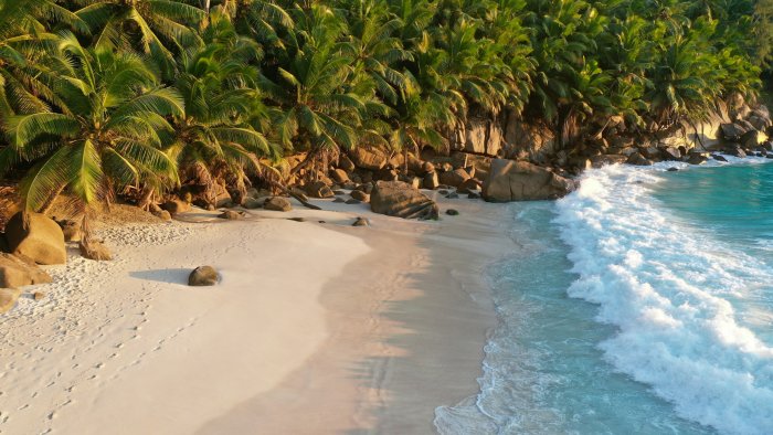 Tropical Beach with Palm Trees and Ocean Waves