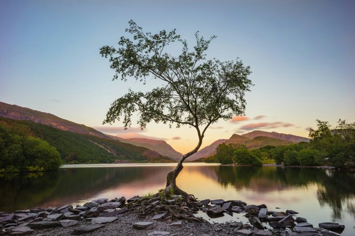 Lone tree by a calm lake at sunset