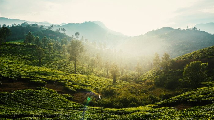 Lush Green Tea Plantation Hills in Morning Mist