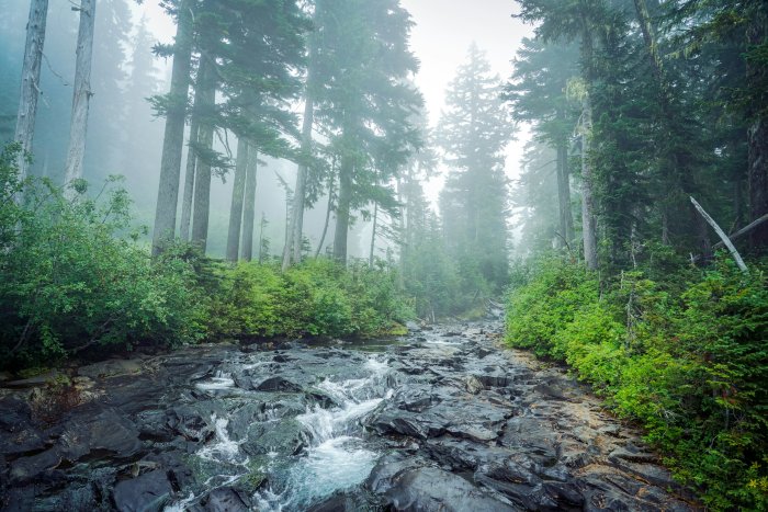 Rocky stream flowing through a misty evergreen forest