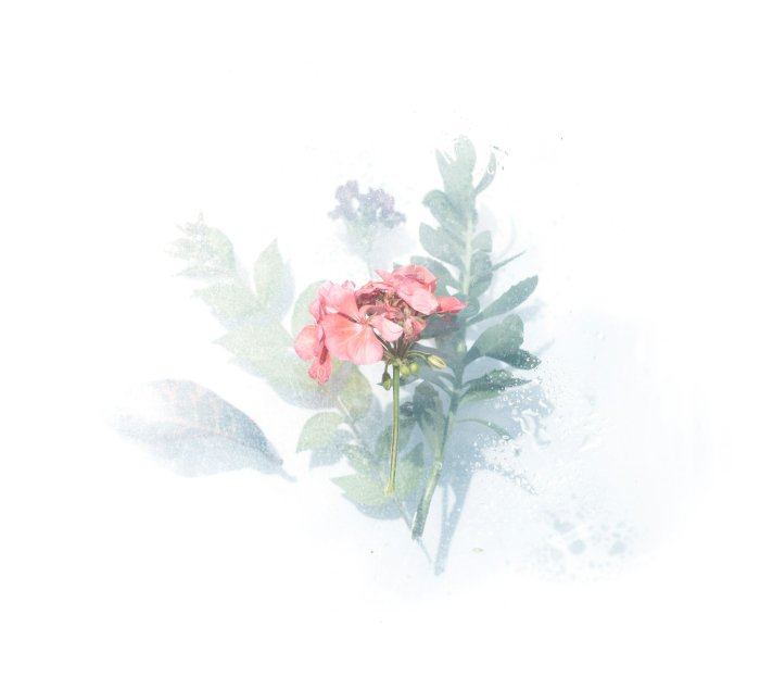 Pink geranium flower and green leaves behind frosted glass