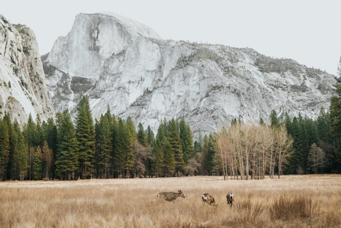 Deer grazing in Yosemite Valley meadow with Half Dome