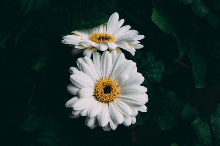 Two white gerbera daisies amidst dark green leaves