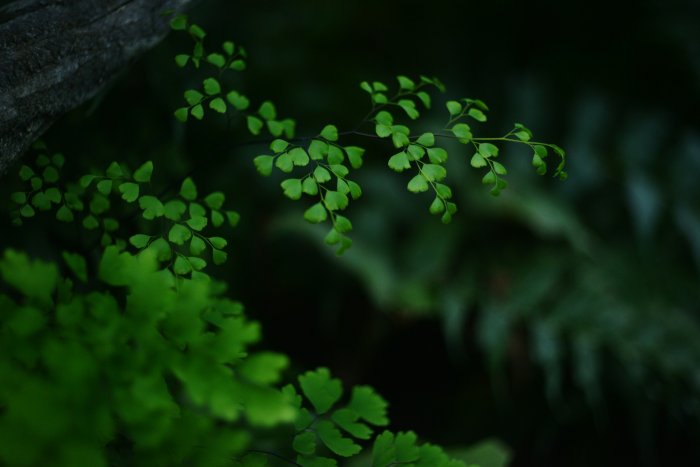 Close-up of green maidenhair fern leaves