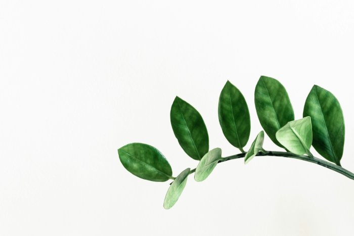 Green ZZ Plant Stem on White Background