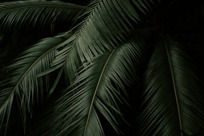 Close-up of dark green palm and cycad leaves