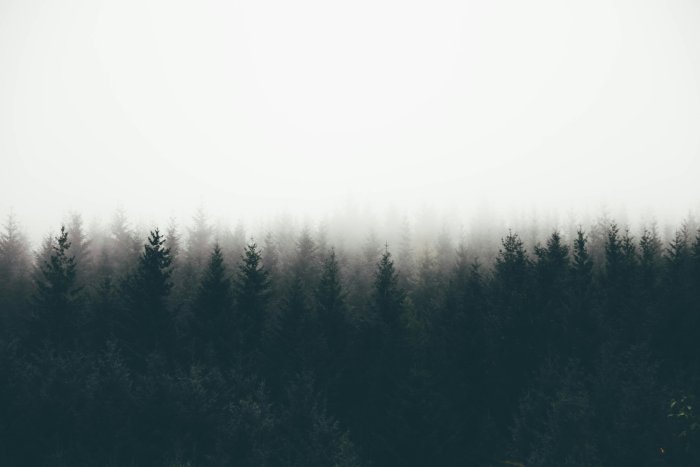 Dense Pine Forest Shrouded in Thick White Fog