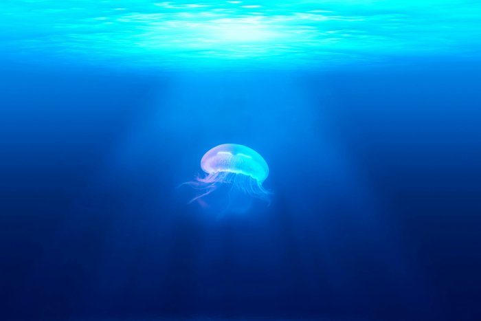 Translucent jellyfish swimming in deep blue ocean water