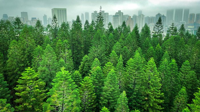 Lush green pine forest with city skyline in background