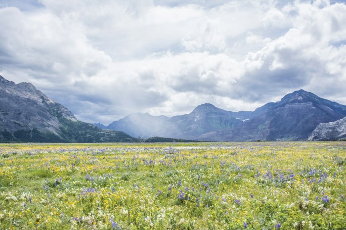 Wildflower field in front of mountain range