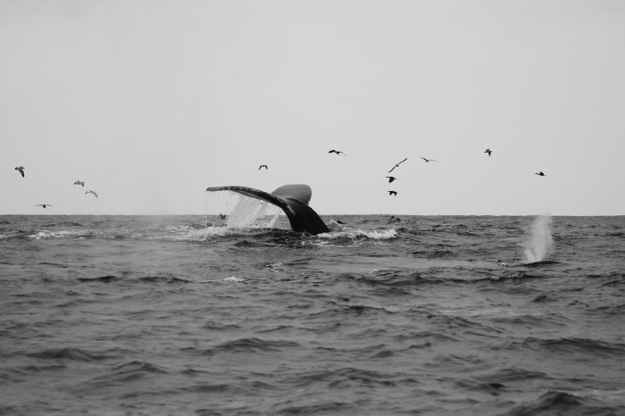 Whale tail emerging from ocean water with seagulls