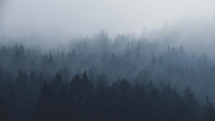 Misty pine forest shrouded in thick fog