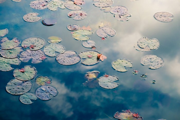 Lily pads floating on water with sky reflection