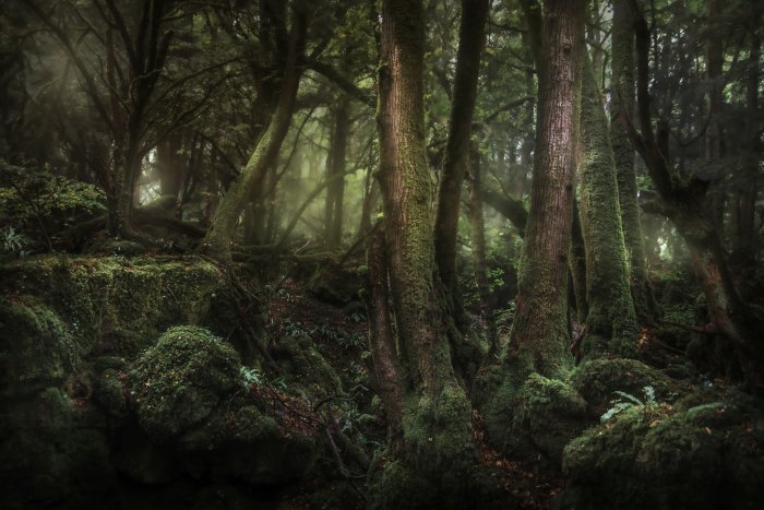 Mossy trees in the misty Puzzlewood forest