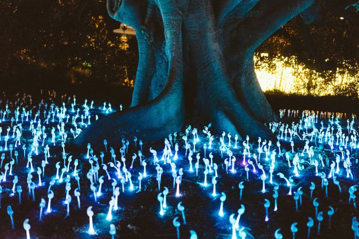 Glowing Blue Lights Under a Large Tree at Night