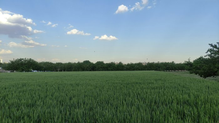 Large green field under a blue sky with clouds