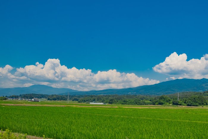 Lush green rice field under a blue summer sky