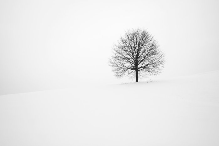 Lone Bare Tree in a Snowy Winter Landscape