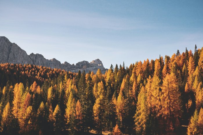 Autumn Forest with Rocky Mountains in the Background
