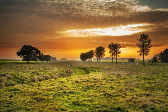 Grassy pasture field during golden hour sunset