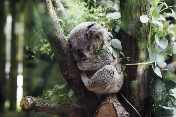 Fluffy koala sleeping on a tree branch