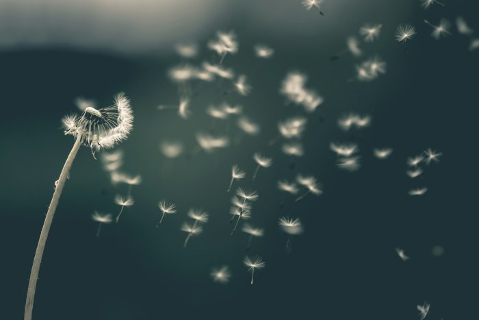 Dandelion seeds blowing in the wind