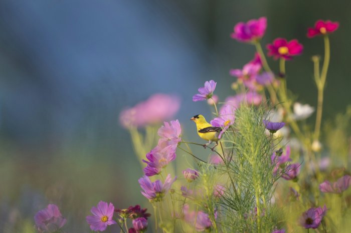 American Goldfinch Perched on Pink Cosmos Flowers