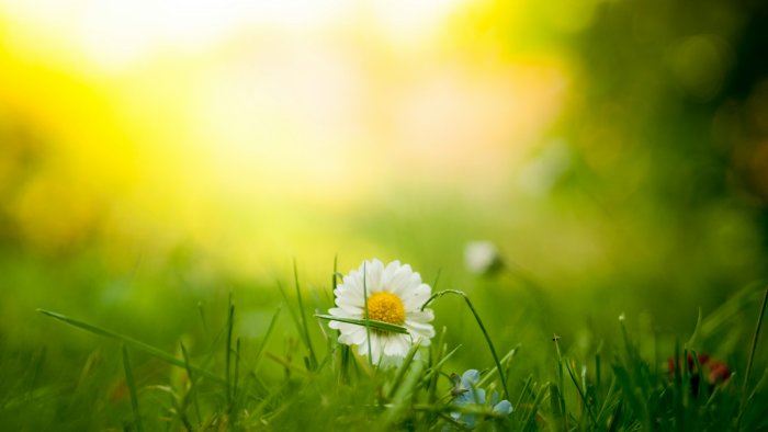 White daisy flower in green grass
