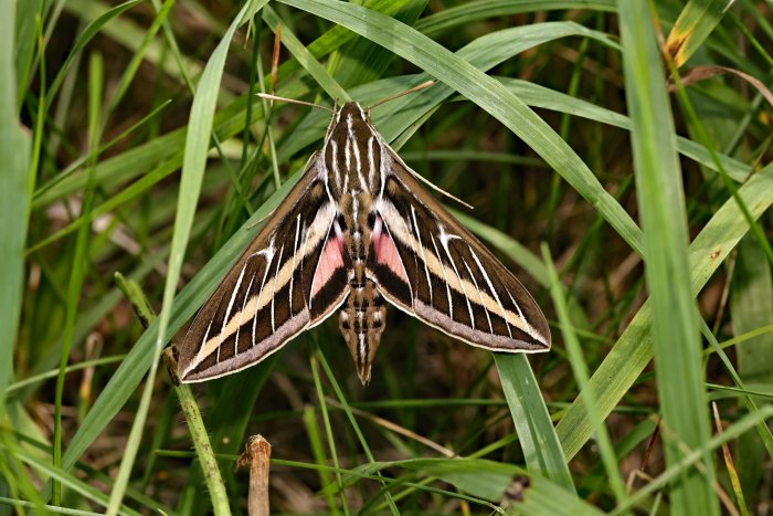 White-lined Sphinx Moth Resting on Green Grass